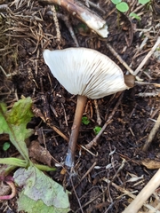 Rhodocollybia butyracea