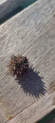Echinoidea
