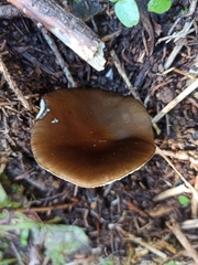 Rhodocollybia butyracea