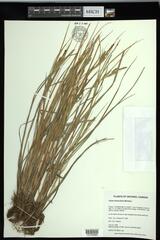 Carex lenticularis