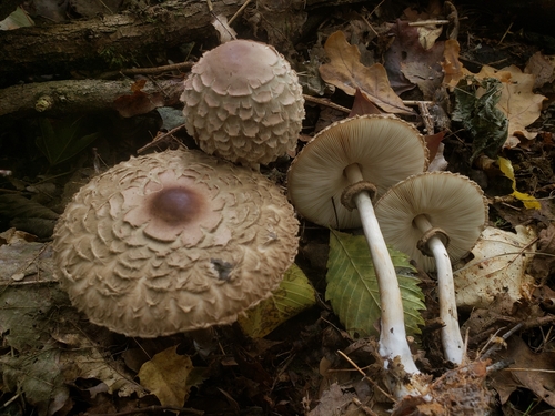 Olive Shaggy Parasol