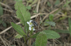 Spialia sertorius