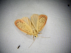 Miltochrista miniata