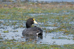 Fulica leucoptera
