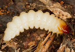 Oryctes nasicornis