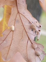 Acraspis quercushirta