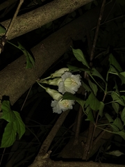 Parmentiera cereifera