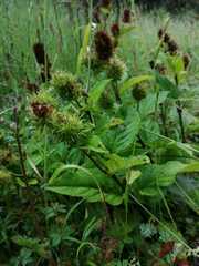 Lepechinia caulescens