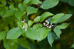 Cornus foemina