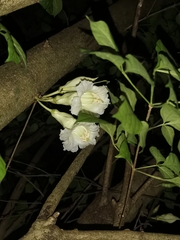 Parmentiera cereifera