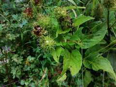 Lepechinia caulescens