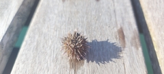 Echinoidea