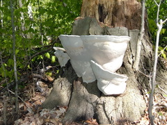 Ganoderma applanatum