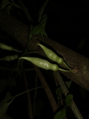 Parmentiera cereifera