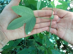 Passiflora giberti