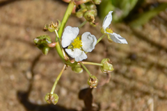 Sagittaria platyphylla