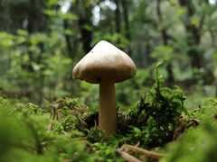 Inocybe pudica