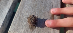 Echinoidea