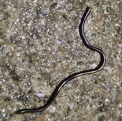 Typhlopidae