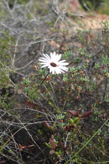 Ursinia pilifera