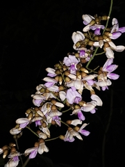 Millettia versicolor