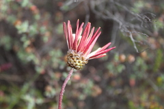 Ursinia pilifera