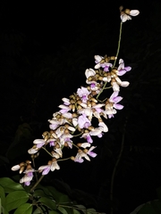 Millettia versicolor