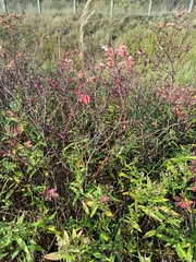 Rosa majalis
