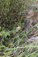 Ursinia pilifera