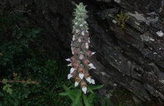 Digitalis lanata