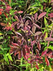 Rosa majalis