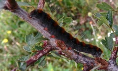 Eriogaster lanestris