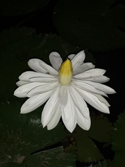 Nymphaea lotus