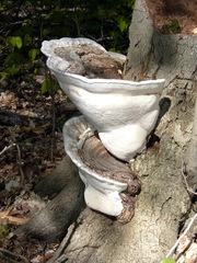 Ganoderma applanatum