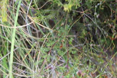 Ursinia pilifera