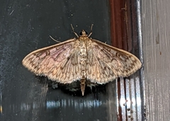 Herpetogramma aquilonalis