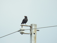 Acridotheres cristatellus formosanus