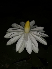Nymphaea lotus