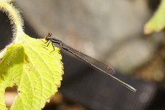 Pseudagrion ignifer
