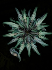 Strongylodon macrobotrys