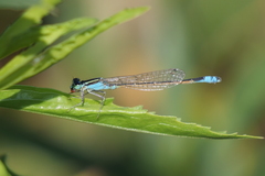 Ischnura fluviatilis