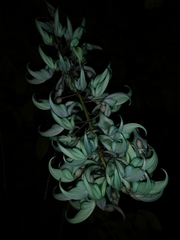 Strongylodon macrobotrys