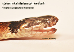 Calliophis maculiceps
