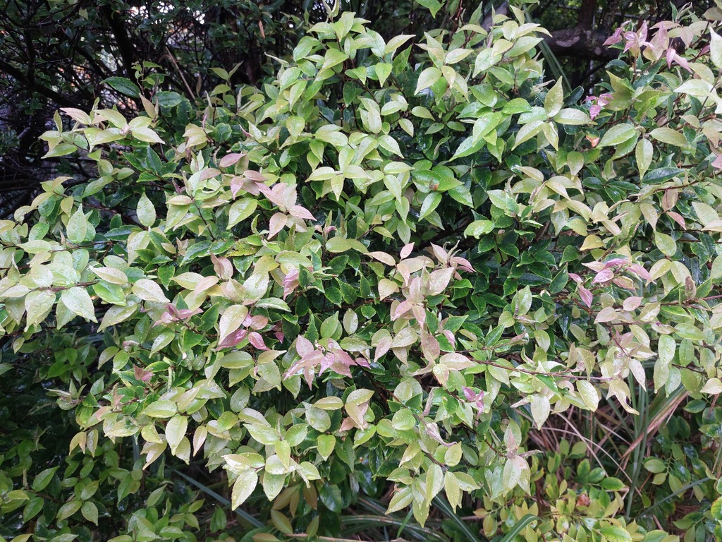 Symplocos caudata (Symplocos caudata)