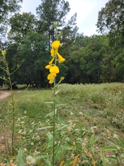 Crotalaria juncea