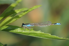 Ischnura fluviatilis