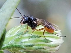 Tersilochinae