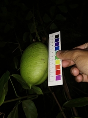 Strongylodon macrobotrys