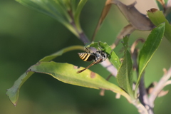 Brachygastra lecheguana
