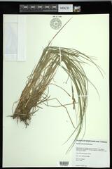 Carex lenticularis